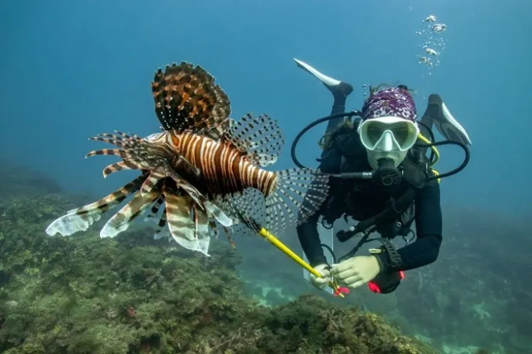 Diving in the Bay of Tela