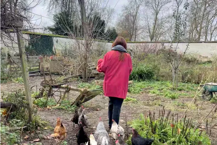 Keeping chickens in Versailles
