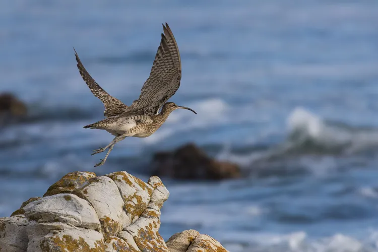 A bird flying away from a rock with waves in the background.