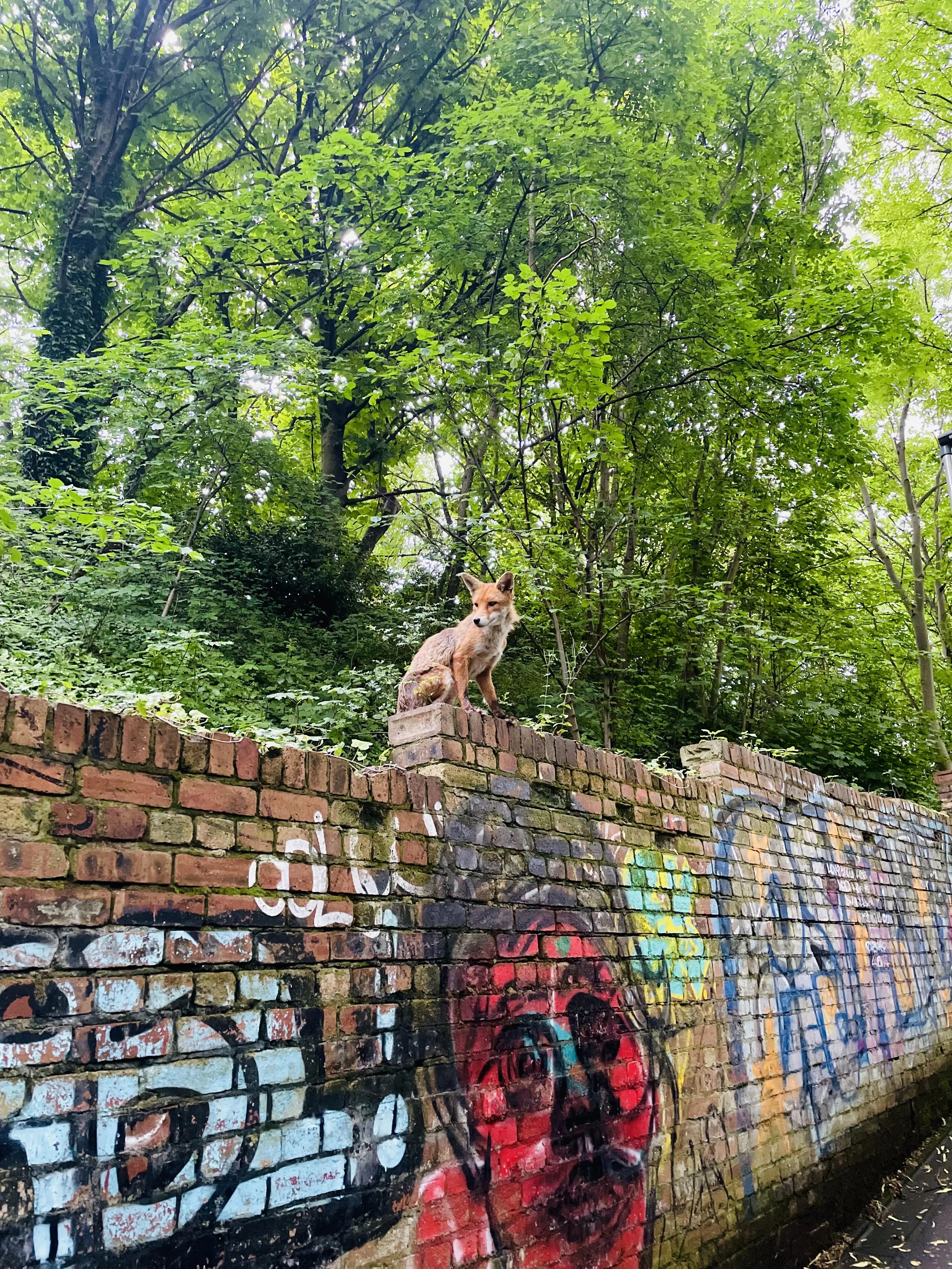 Fox perched along the walkway of union Canal