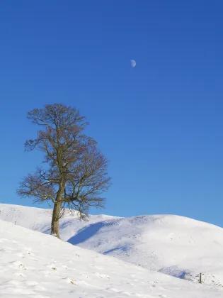 A lone tree on the Pentland Hills after a heavy snowfall