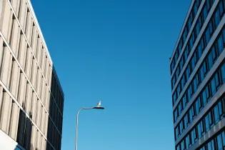 Seagull confidently standing on the streetlamp in George Swaure
