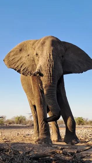 A lone male elephant in Namibia